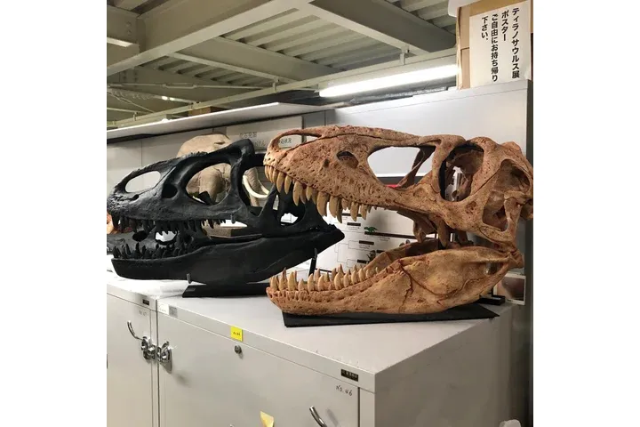 特別展「ちば恐竜博－驚異の捕食者（ハンター）たち－」_20