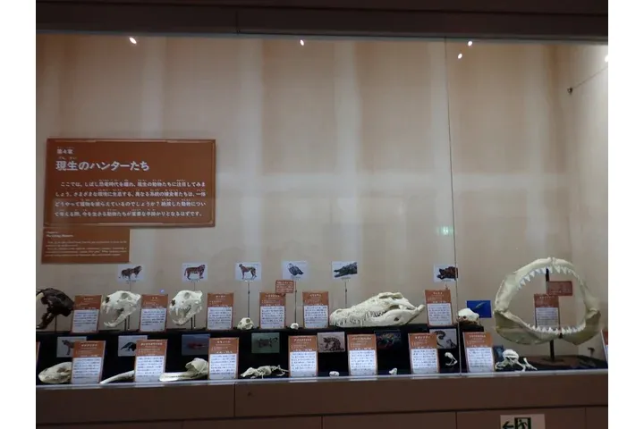 特別展「ちば恐竜博－驚異の捕食者（ハンター）たち－」_6
