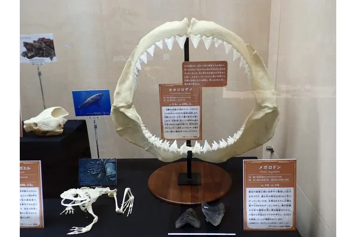 特別展「ちば恐竜博－驚異の捕食者（ハンター）たち－」_7