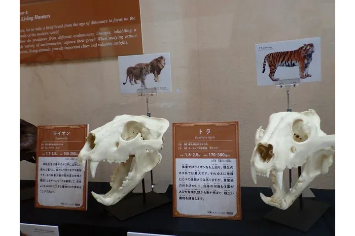 特別展「ちば恐竜博－驚異の捕食者（ハンター）たち－」_8