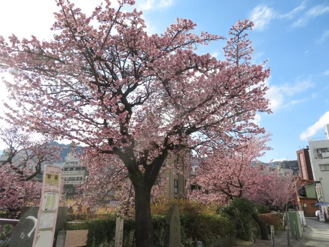 第16回あたみ桜「糸川桜まつり」