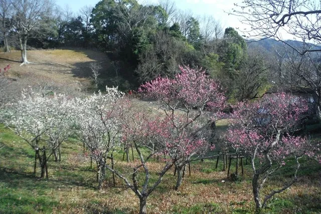 【花・見ごろ】錦織公園　ウメ