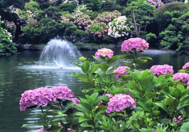 第52回水戸のあじさいまつり