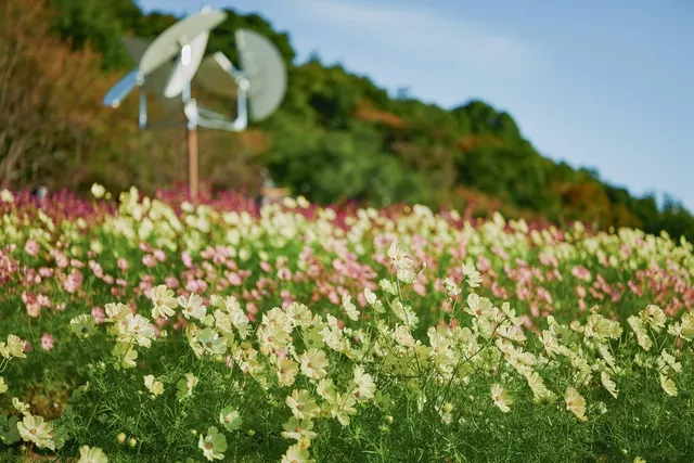 花・見ごろ】神戸布引ハーブ園／ロープウェイ コスモス