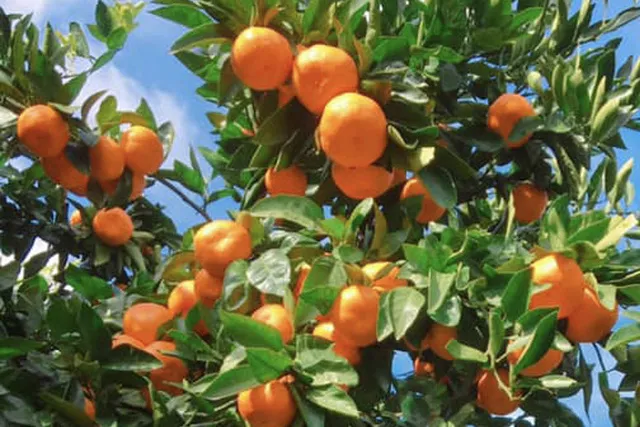 ダイマル農園　みかん狩り