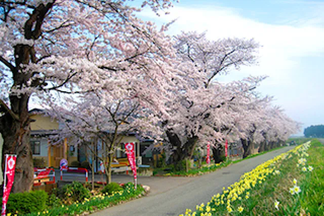 【桜・見ごろ】置賜さくら回廊_1