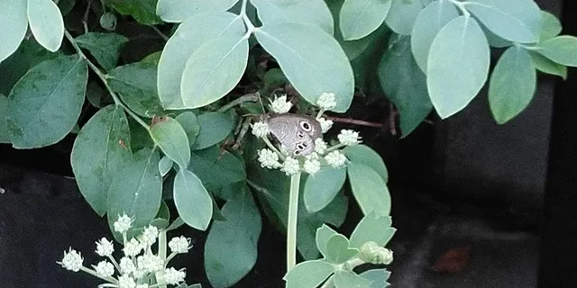 剱崎和ハーブ散策 ～海沿いの植物たちのヒミツ～