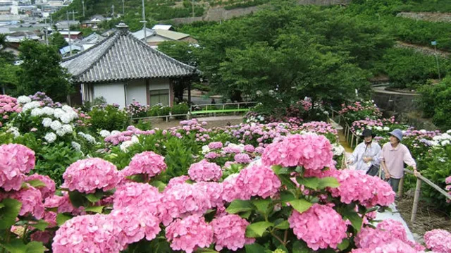 【あじさい・見ごろ】仁平寺