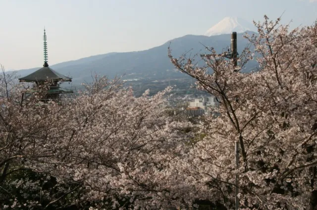【桜・見ごろ】香貫山