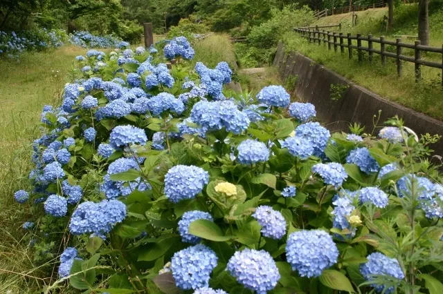 【あじさい・見ごろ】和歌山市森林公園