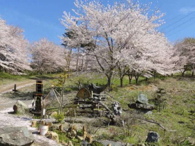 【桜・見ごろ】虎山の千本桜