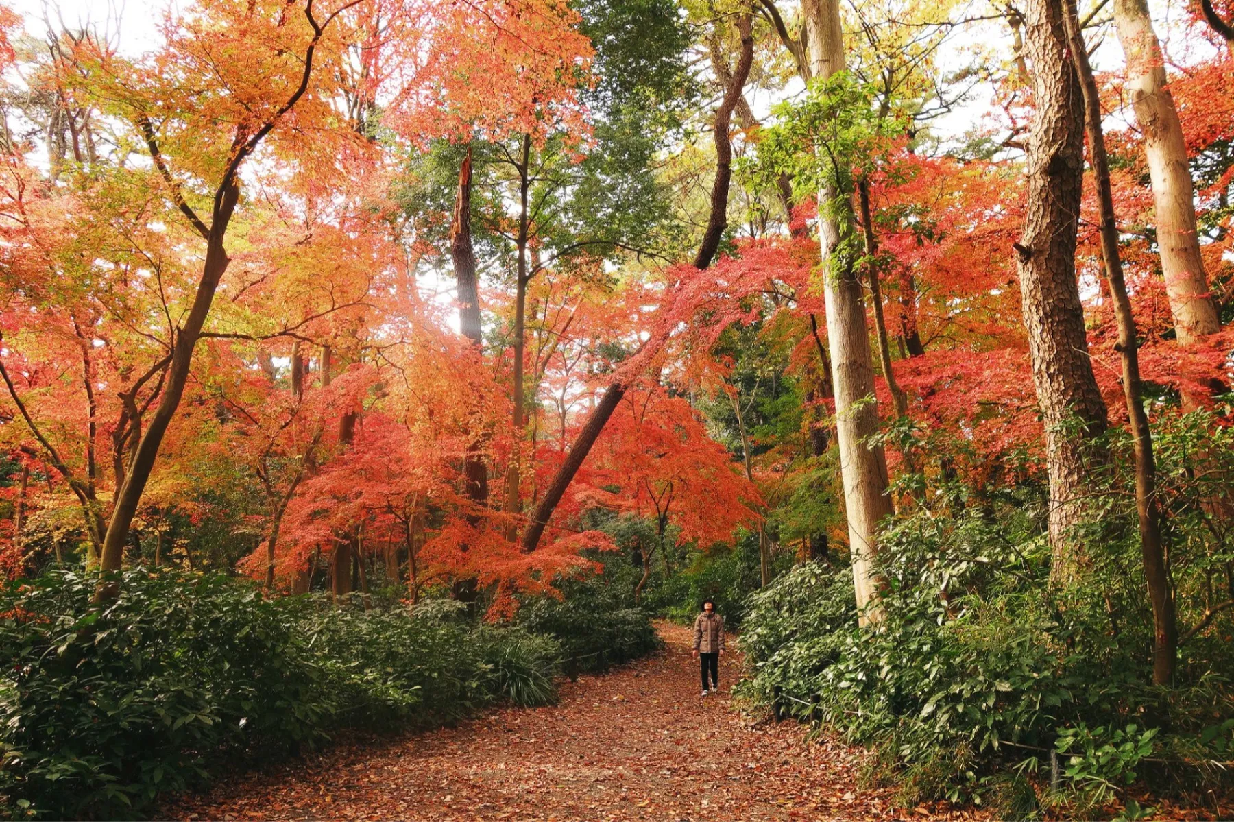 国立科学博物館附属自然教育園の紅葉情報_1