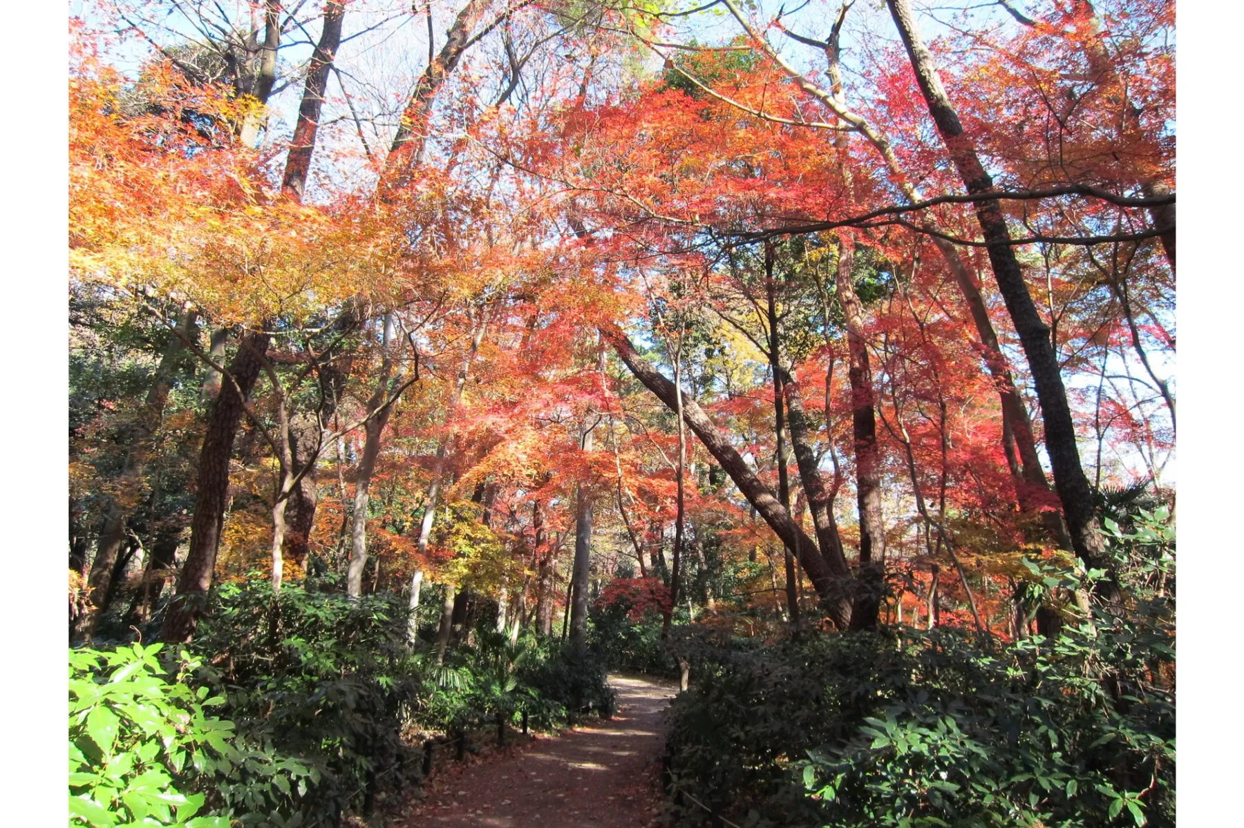 国立科学博物館附属自然教育園の紅葉情報_2
