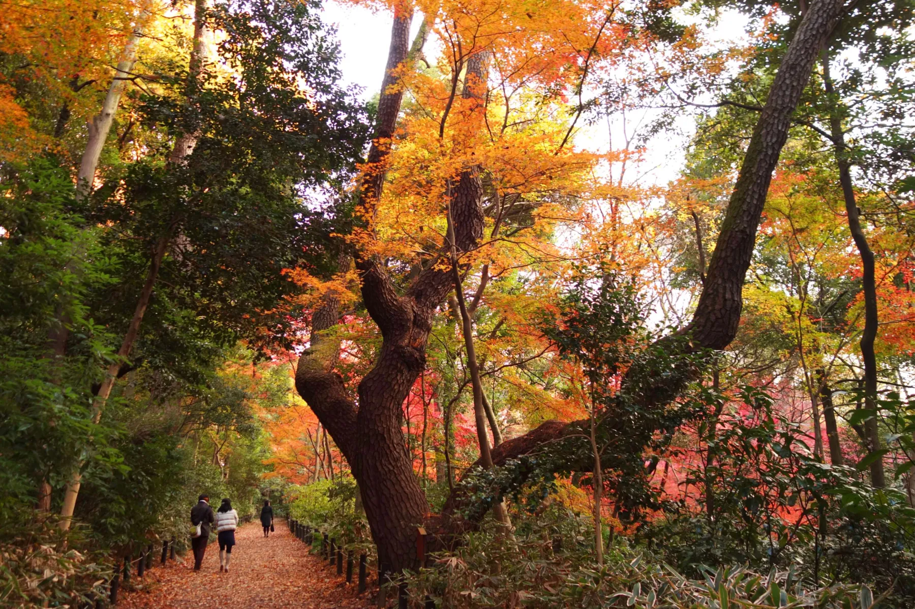 国立科学博物館附属自然教育園の紅葉情報_3