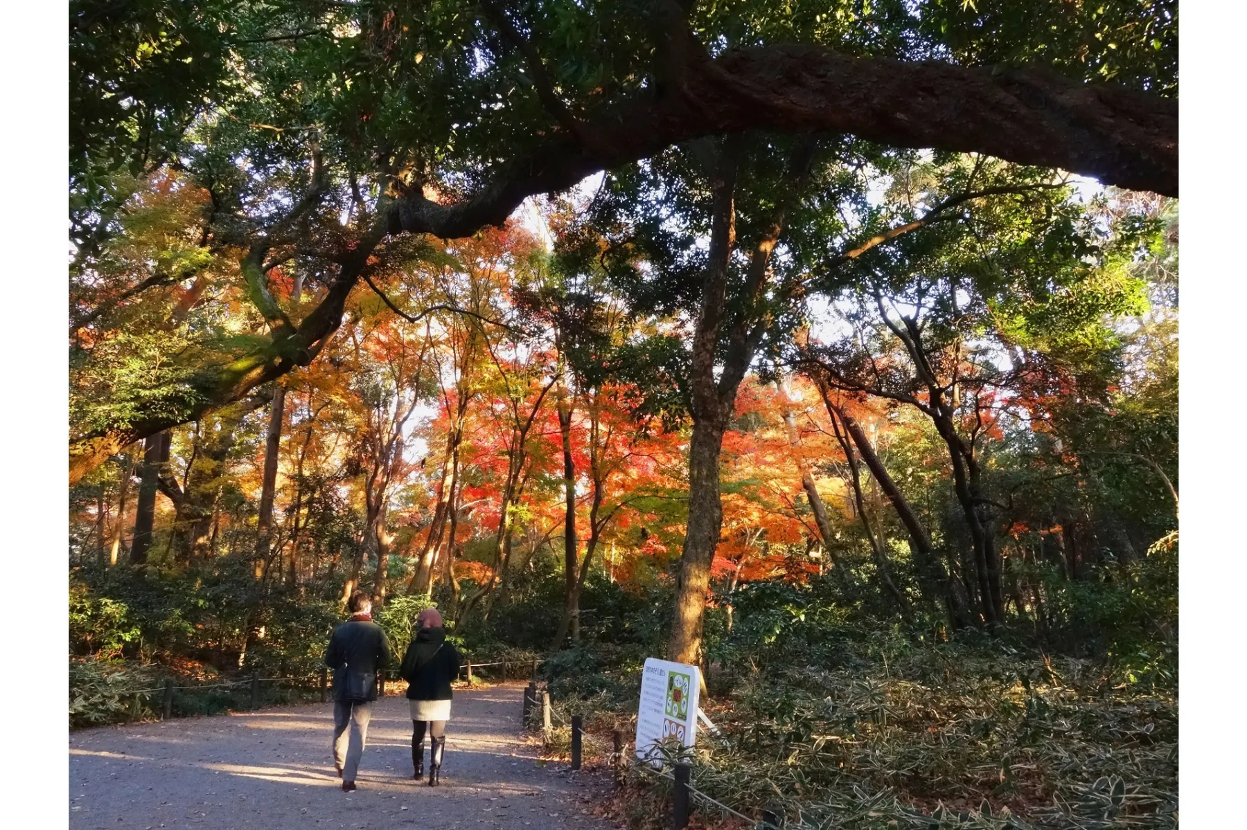 国立科学博物館附属自然教育園の紅葉情報_4