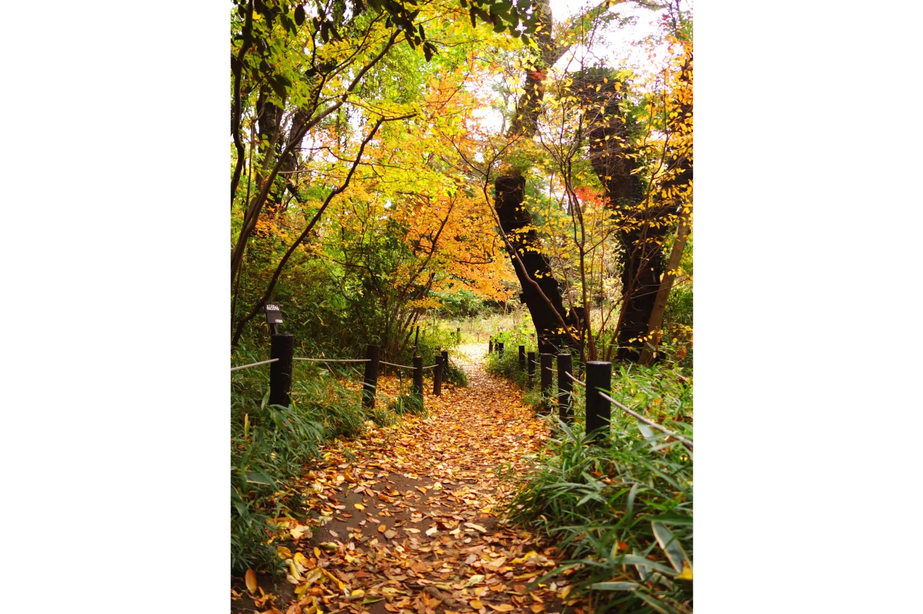 国立科学博物館附属自然教育園の紅葉情報_5