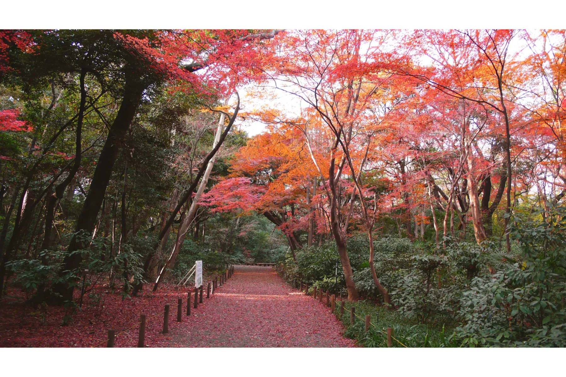 国立科学博物館附属自然教育園の紅葉情報_6