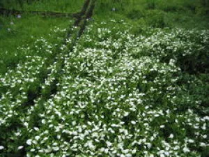 【花・見ごろ】越前町立福井総合植物園　プラントピア　ハンゲショウ_1