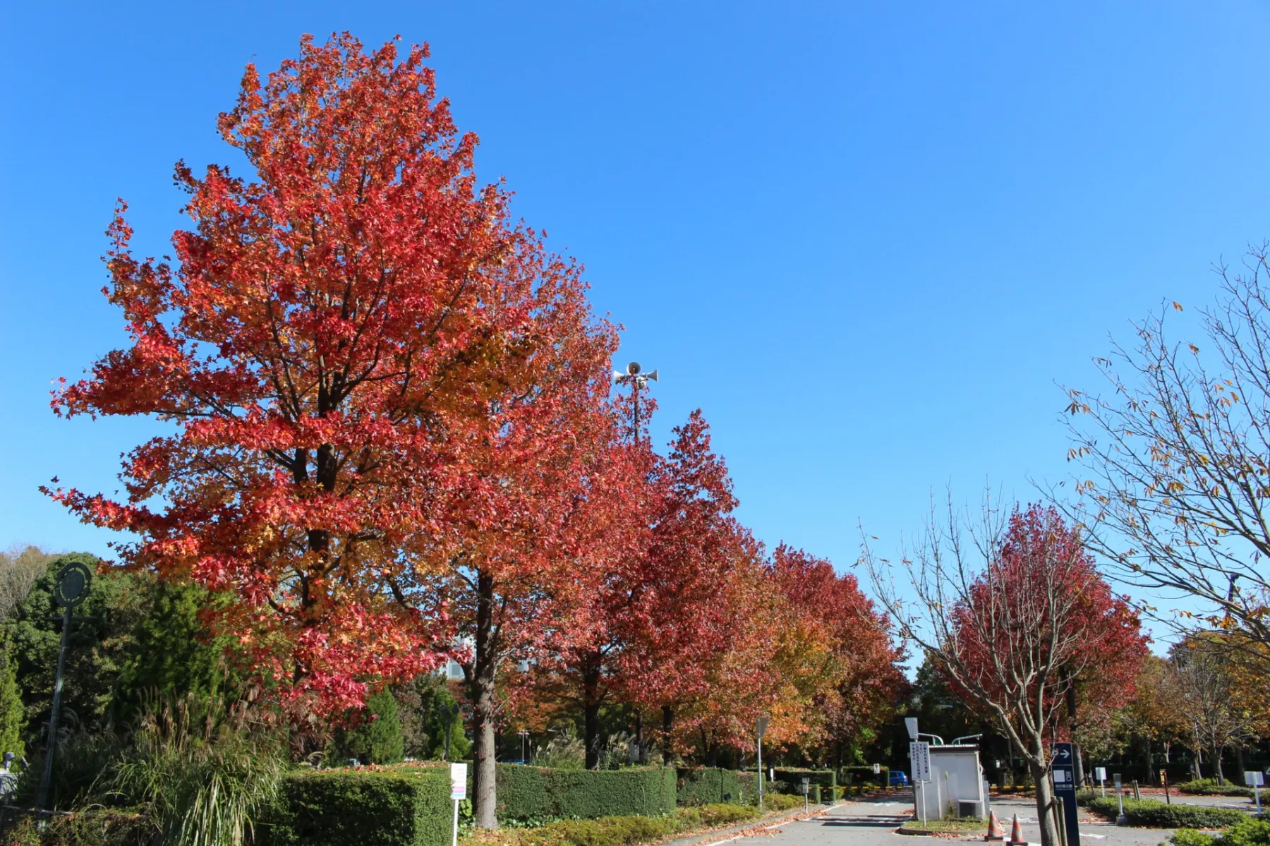 千葉県立柏の葉公園の紅葉情報_1