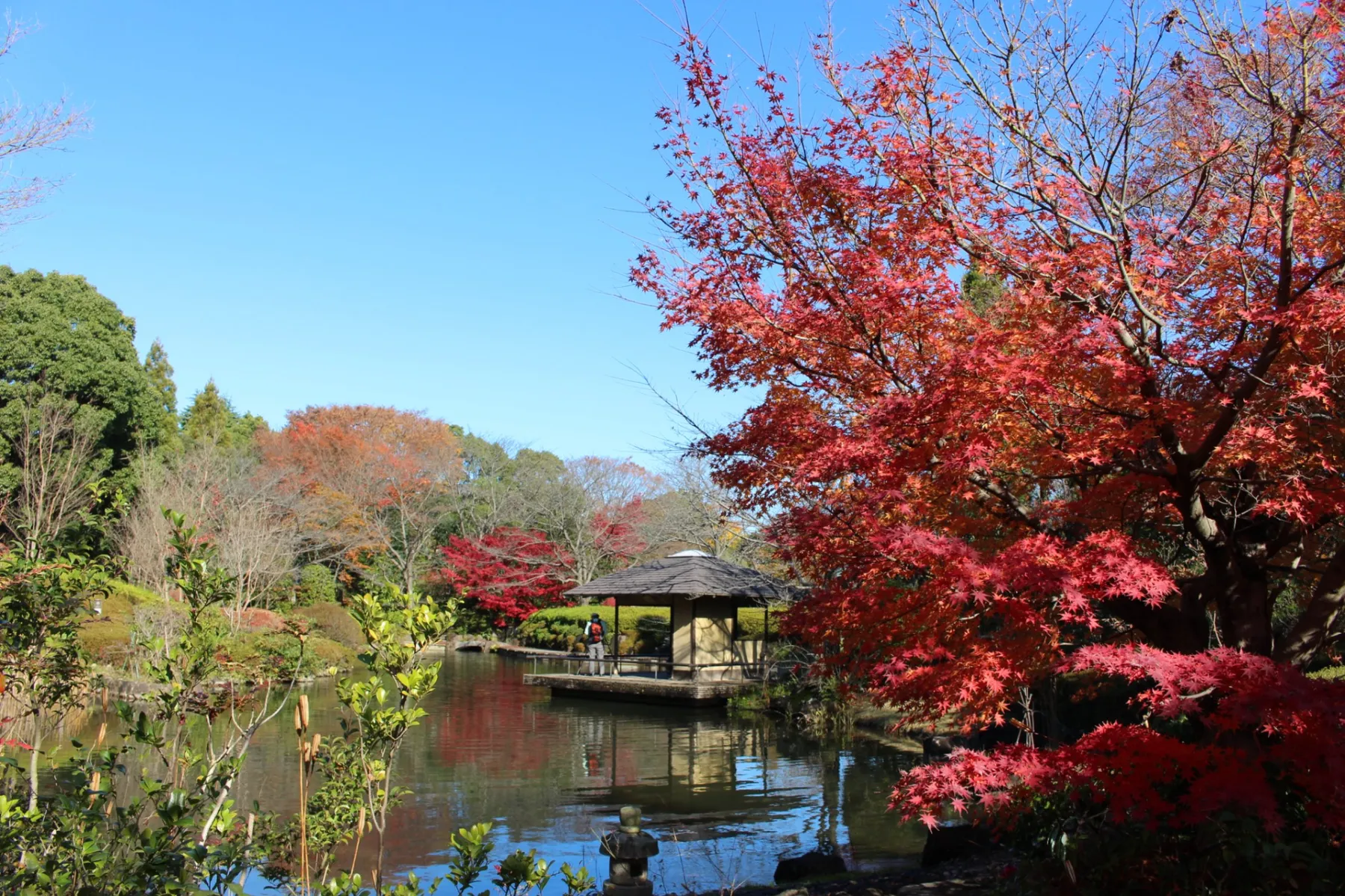 千葉県立柏の葉公園の紅葉情報_2