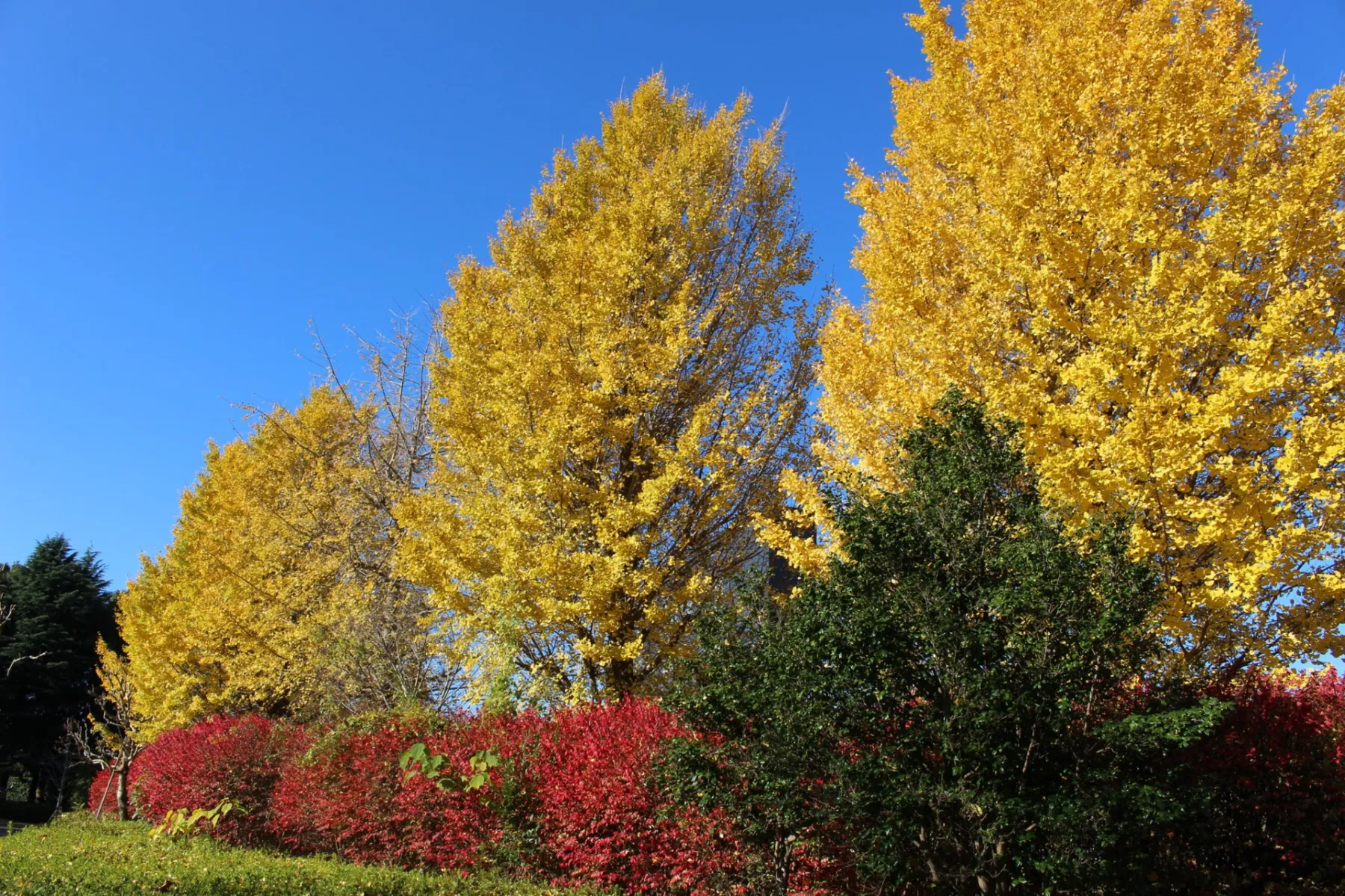 千葉県立柏の葉公園の紅葉情報_3