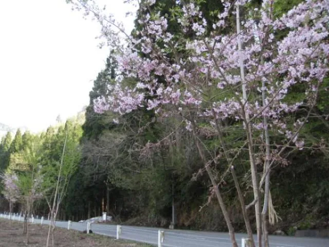 【桜・見ごろ】伊折橋左岸広場