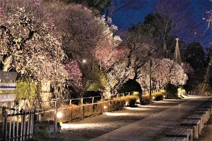 池上梅園 ライトアップ_1