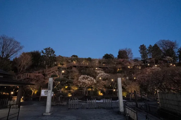 池上梅園 ライトアップ_3