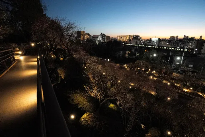 池上梅園 ライトアップ_4