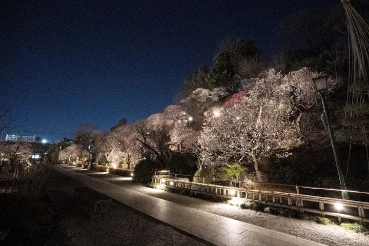 池上梅園 ライトアップ_5