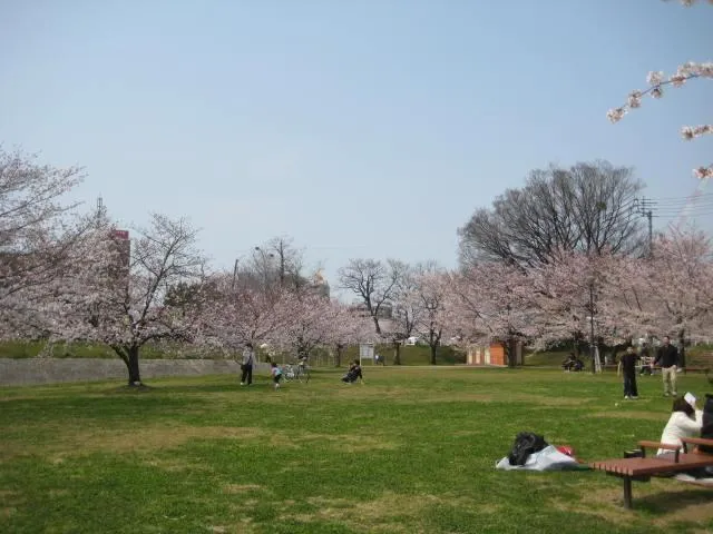 【桜・見ごろ】石手川緑地「集いの草原エリア」