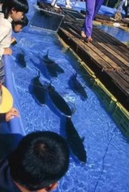 米水津おさかなまつり