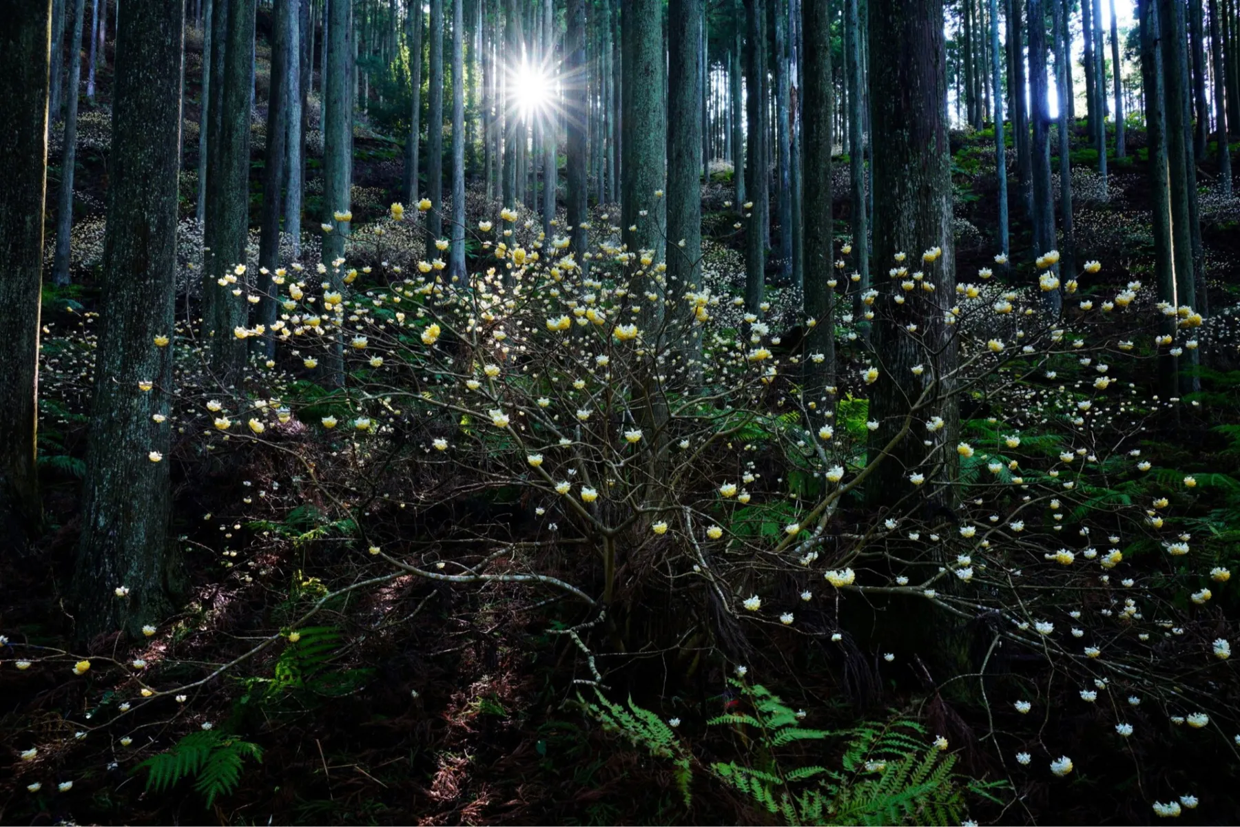 写団薬師 町田・多摩合同写真展「ときのながれ」_1