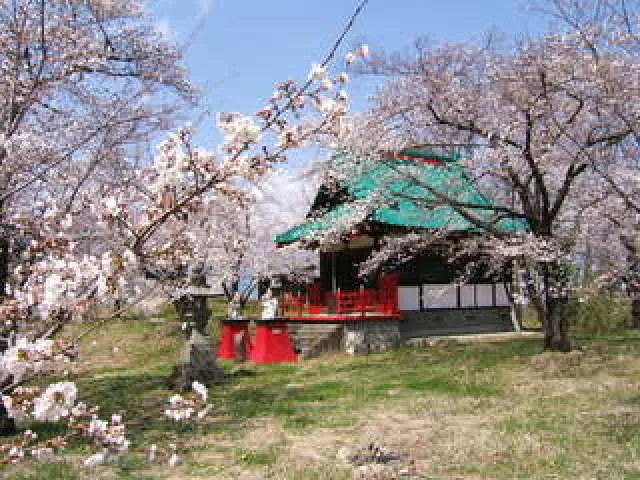 【桜・見ごろ】正の木稲荷神社