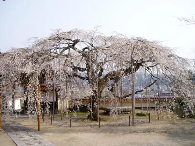 【桜・見ごろ】圓立寺のしだれ桜