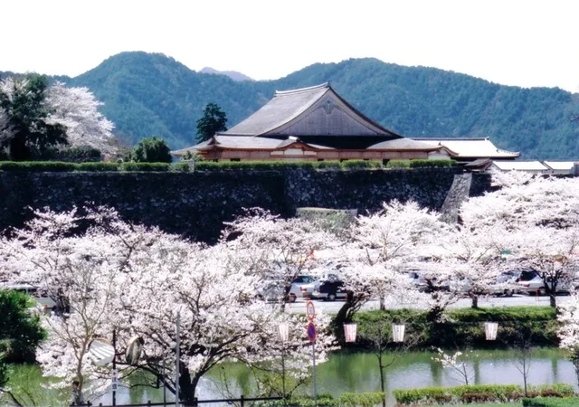 【桜・見ごろ】篠山城