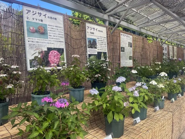 アジサイ展