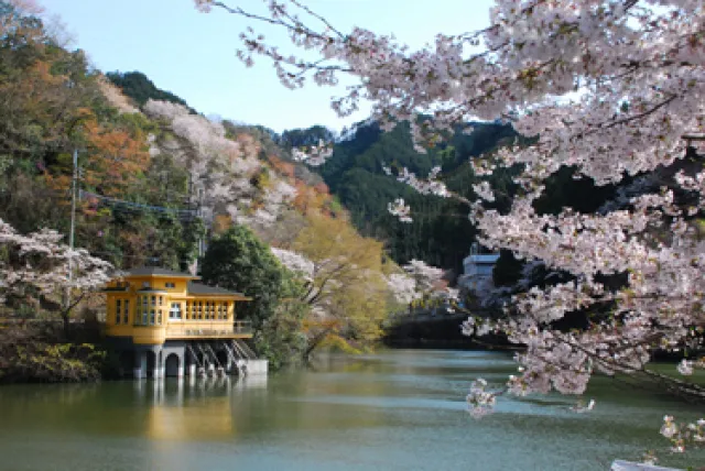 【桜・見ごろ】鎌北湖