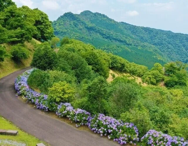 【あじさい・見ごろ】椿山森林公園