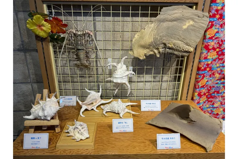 標本の展示