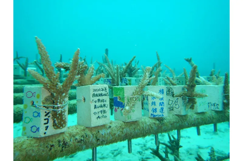 サンゴの苗を植樹した様子