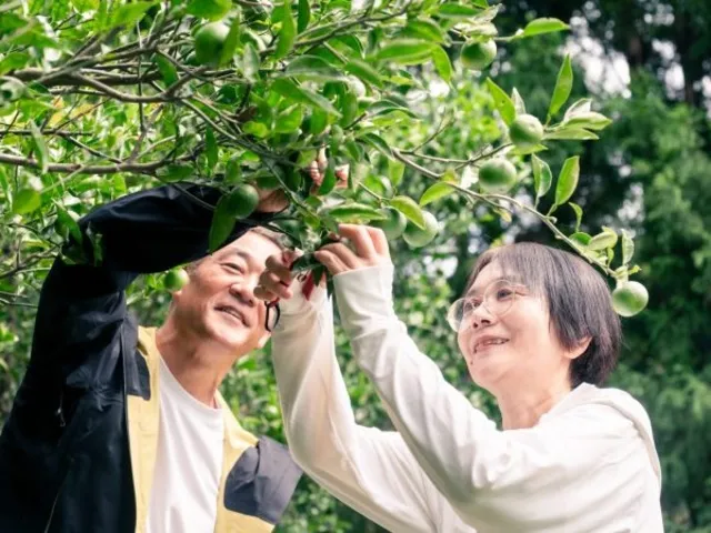 希少柑橘「長門ゆずきち」収穫＆蒸留体験