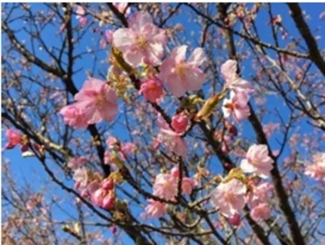 【桜・見ごろ】伊豆パノラマパーク　河津桜