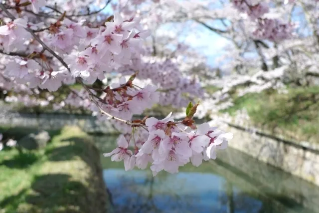 【桜・見ごろ】龍岡城五稜郭