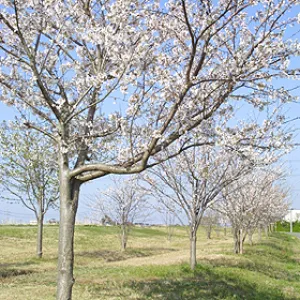 【桜・見ごろ】新利根川桜づつみ