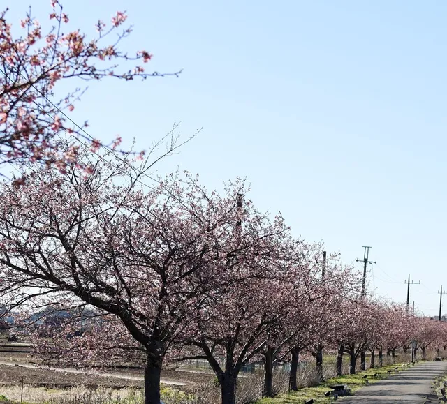 【桜・見ごろ】あじさい遊歩道の河津桜