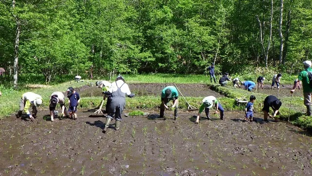 滝野で暮らそう！　田植え体験