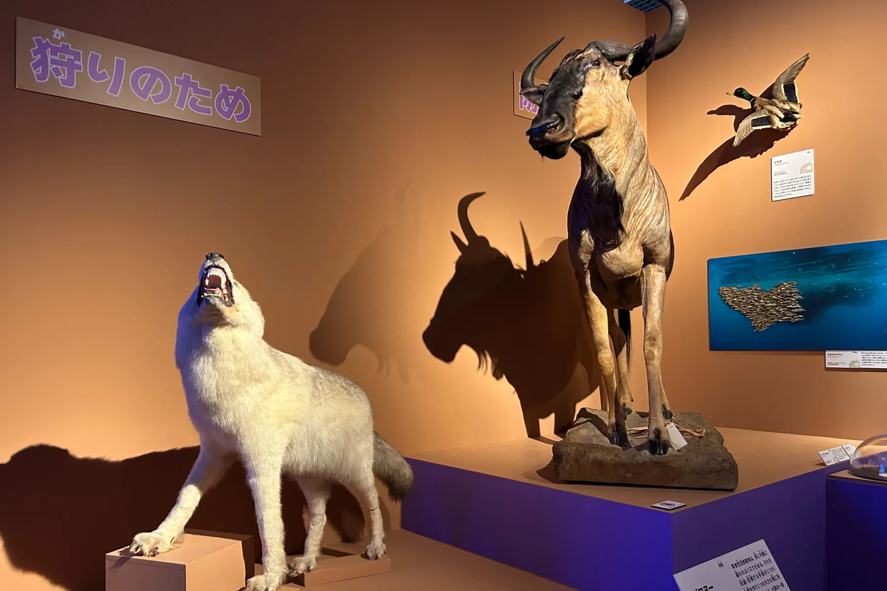 特別展「いきもの超ワールド展　 国立科学博物館×ダーウィンが来た！」_10