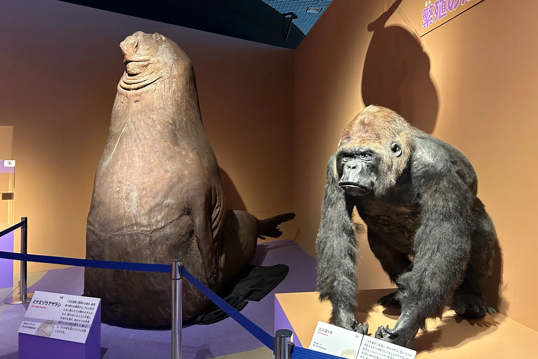 特別展「いきもの超ワールド展　 国立科学博物館×ダーウィンが来た！」_11