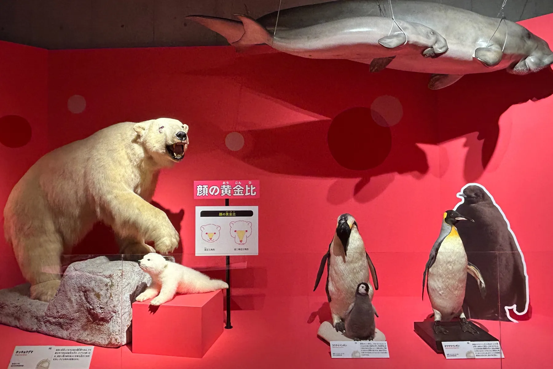 特別展「いきもの超ワールド展　 国立科学博物館×ダーウィンが来た！」_12